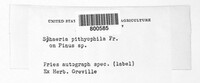 Curreya pithyophila image